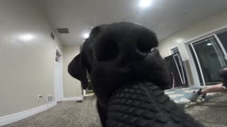 This Is What Happen When Your Dog Steal Your GoPro