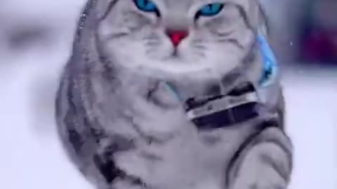 Cute cat walking in the snow