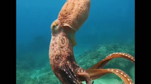 alien octopus intelligence of the mollusc octopus 🐙