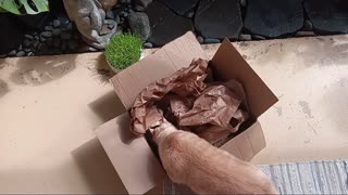 Brain Games for Cats #2 - keep your smart hunter cats engaged with games (paper & box)