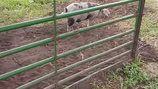 Moving Pigs on Pasture