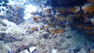 PALAWAN PHILIPPINES-Scuba Diving