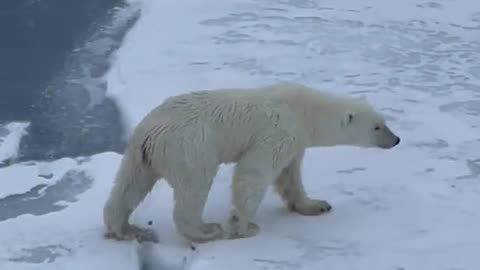 polar bear crossing thin ice