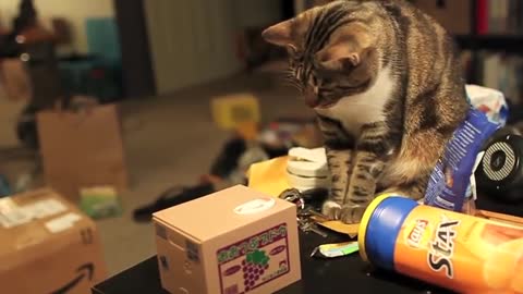 Real Cat vs Fake Mechanical Cat Piggy Bank -- Real Cute!!!