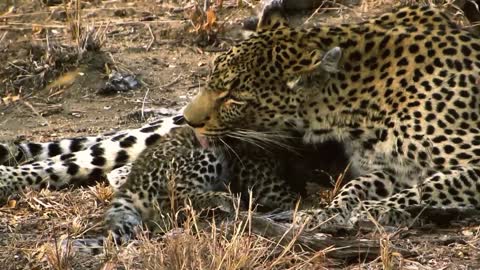 d\Mother Leopard Climbed Tree To Save Her Cub, Eagle Received Tragic End When It Touched Baby Leopar
