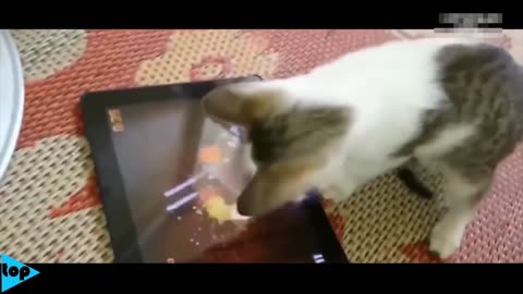 FUNNY CATS 2023 🐱 New Top Videos (Funny Cats)