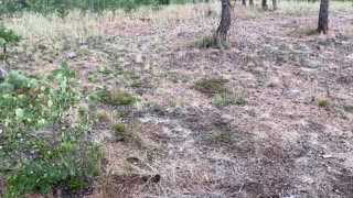 Poison Ivy, Colorado and the Hail