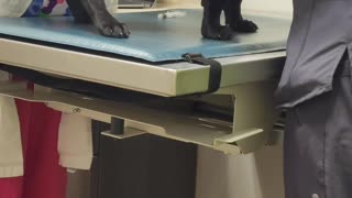 King Arson Goes To The Vet | Arson King of the Canines