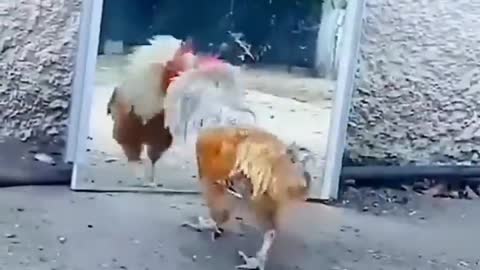 TRY NOT TO LAUGH .. Crazy chicken is amazing and funny.. ANIMALS funniest - PART # 01