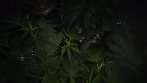 Day1 Flower- GG4/AR, 2-Wedding Cake (Clones)