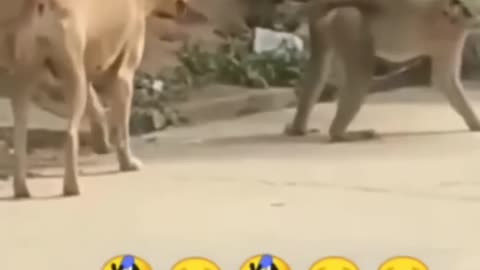 ANIMALS FUNNY VIDEOS 🤣🤣🤣