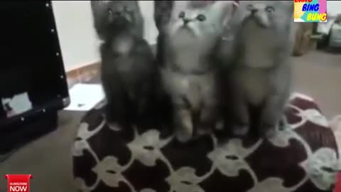FUNNY CATS DANCING COMPILATION