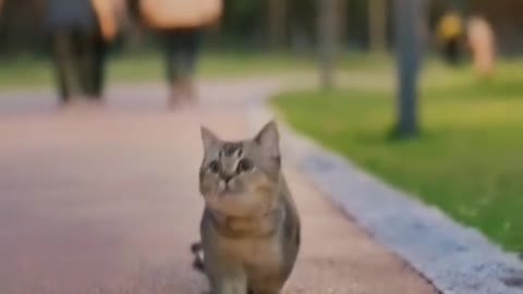 Cute Kitty Walking in the Street Light