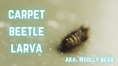 CARPET BEETLE INFESTATION - HOW TO GET RID OF CARPET MOTHS/BEETLE