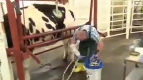 FRANKEN-COW - experiment