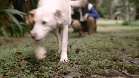 Well trained mixed breed dog walking towards the camera with a woman owner kneeling