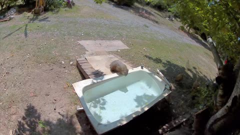 GroundHog Sees His Shadow in Water Hole