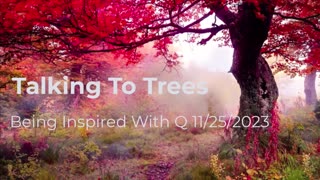 Talking To Trees 11/25/2023