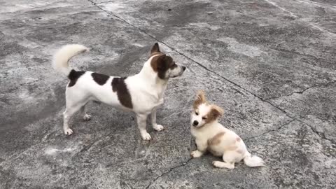 He helps and loves but the puppy is abandoned