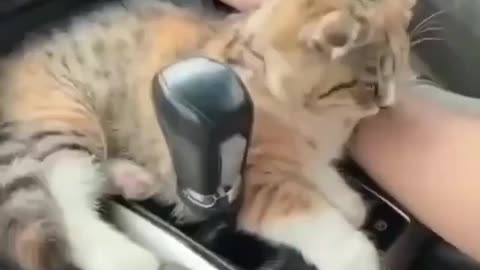 Lazy Cat!🐱😅 Cat do not know what to do in the car