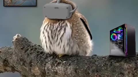 Virtual Reality and Owl (PIP version) 👀