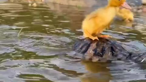 tortoise and little hen amazing video l short l motivation l deepmessages