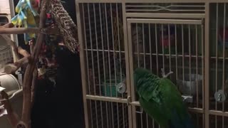 Brilliant parrot frees cockatoo from cage