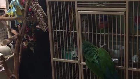Brilliant parrot frees cockatoo from cage