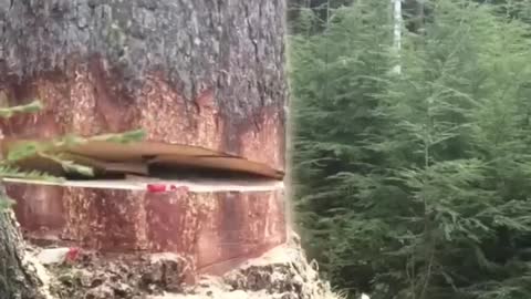 Cutting Big Tree