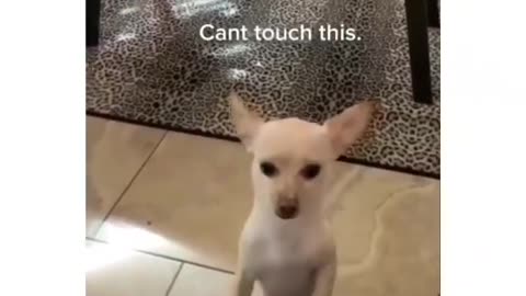 "🐶✋ Can't Touch My Hands Challenge: My Dog's Adorable Self-Control! 🙌🐾