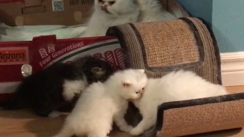 clean up time ! Persian kittens and mom