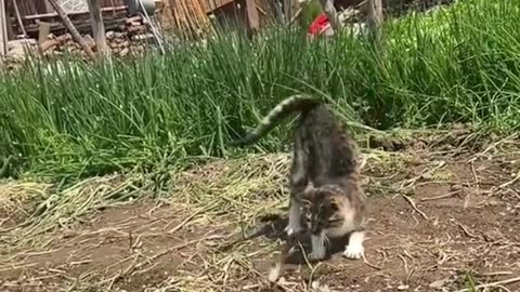 Nice cat jumping.