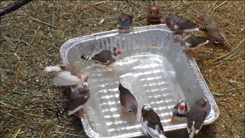 Bird bath 2