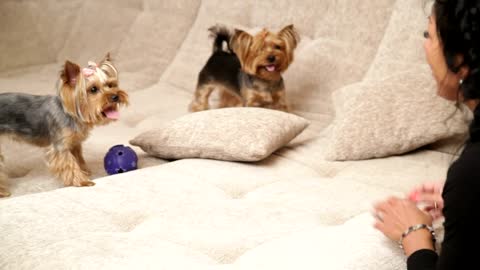 Lady Playing with Two Cute Dogs