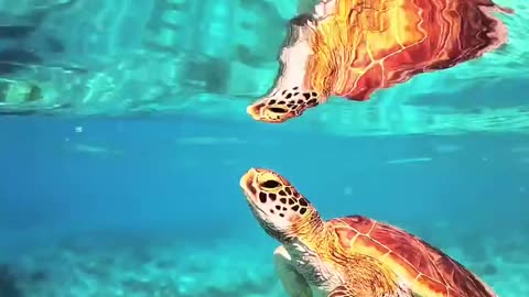 okinawan sea # miyako island turtles