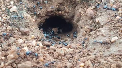 A beetle tried to enter the ants'house .Watch😍😍