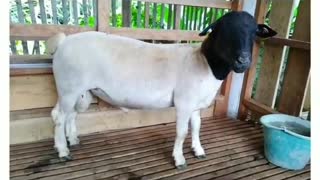 Black Dorper goat