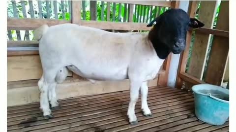 Black Dorper goat
