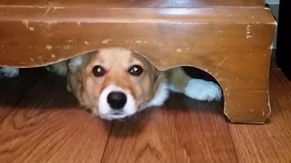 Corgi gets caught under drawer