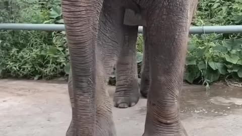 Brilliant Elephant Eating Food