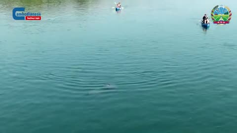 The Mekong Irrawaddy Dolphins