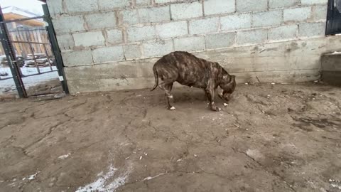 Meray American Bully #americanbully #pakistanibully #pakistan #dogs #pitbull