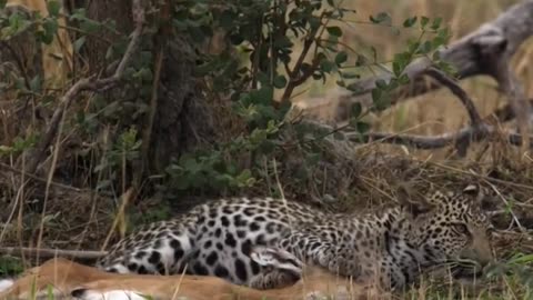 Leopard attack against deer