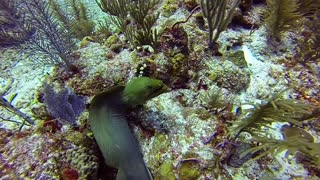 Anguila gigante se desliza suavemente por un arrecife de coral