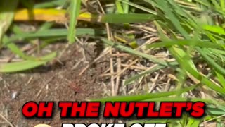 How to ID and then Get Rid of Nutsedge in the Lawn
