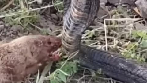 cobra vs mongoose