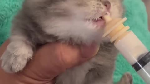 Cute baby cat milk feeding 🐈🐱