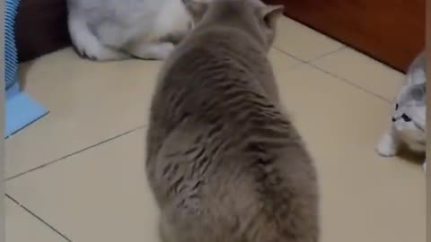 Cats cute fighting