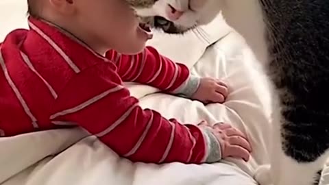 Emotionally attached cat with cute baby
