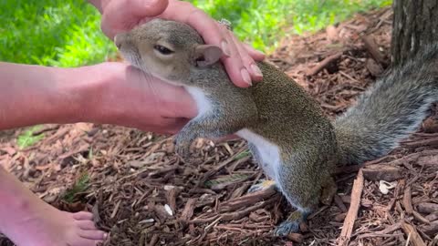 Romeo the Squirrel Loves Being Held While Eating and Being Pet